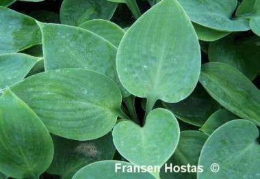 Hosta Silver Moon