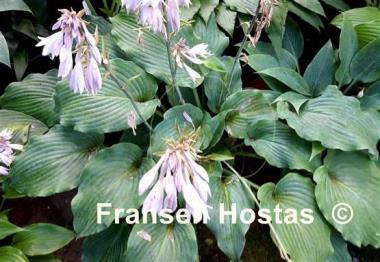 Hosta Silver Serenity