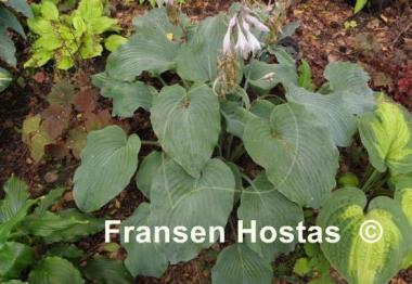 Hosta Silver Serenity