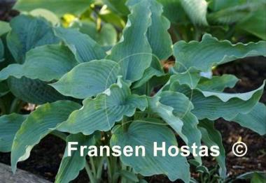 Hosta Silver Serenity