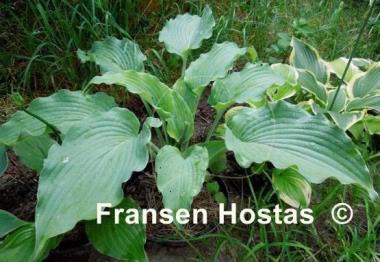 Hosta Silver Serenity