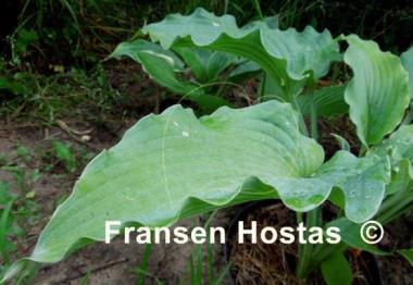 Hosta Silver Serenity