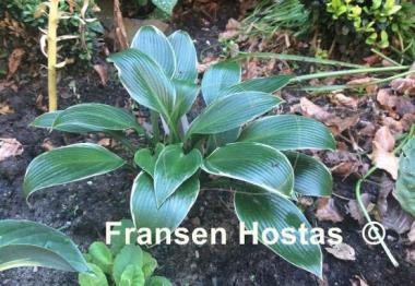 Hosta Silver Shadow