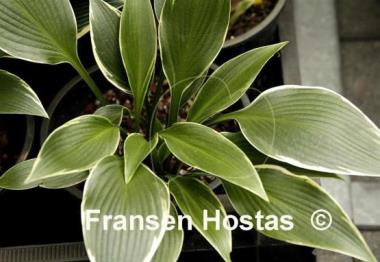 Hosta Silver Shadow
