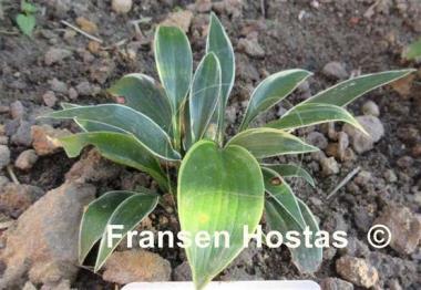 Hosta Silver Shadow