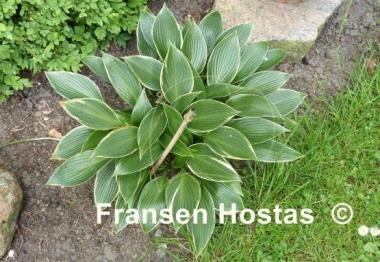 Hosta Silver Shadow