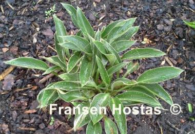 Hosta Silver Shadow
