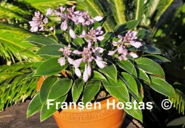 Hosta Silver Shadow