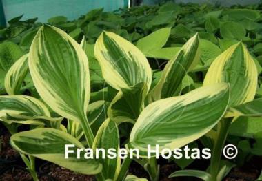 Hosta Silver Star