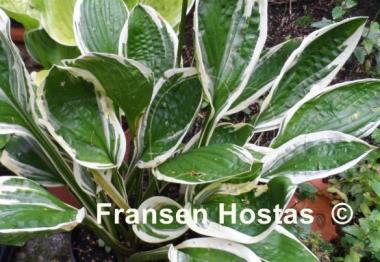 Hosta Silver Star