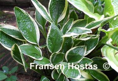 Hosta Silver Star