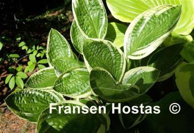 Hosta Silver Star