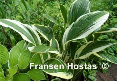 Hosta Silver Star