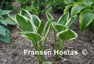 Hosta Silver Star