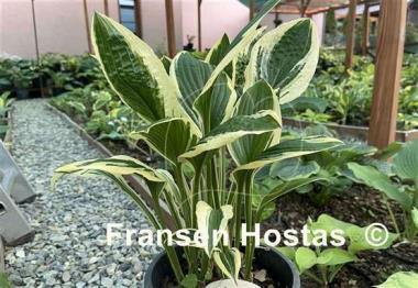 Hosta Silver Star