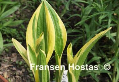 Hosta Silver Star