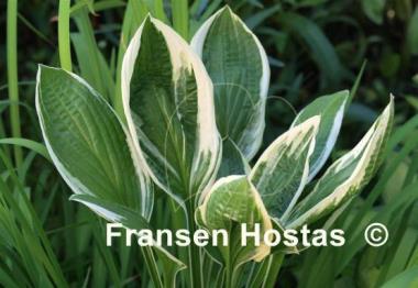 Hosta Silver Star