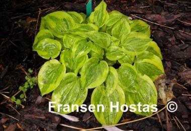 Hosta Silver Threads and Golden Needles