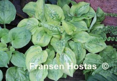 Hosta Silver Threads and Golden Needles