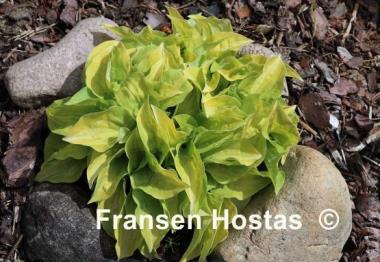 Hosta Silver Threads and Golden Needles