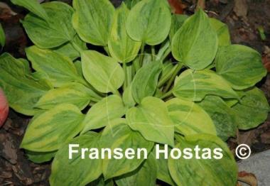 Hosta Silver Threads and Golden Needles
