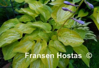 Hosta Silver Threads and Golden Needles