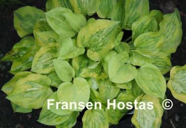 Hosta Silver Threads and Golden Needles