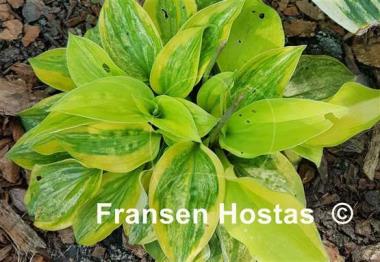 Hosta Silver Threads and Golden Needles
