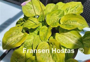 Hosta Silver Threads and Golden Needles