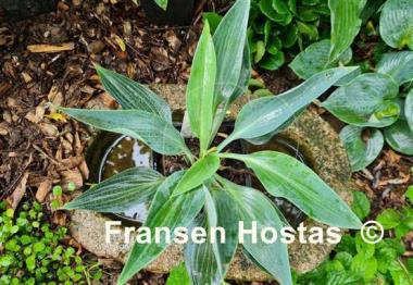Hosta Silver Tongued Devil