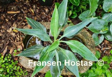 Hosta Silver Tongued Devil