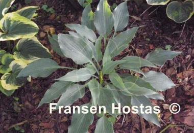 Hosta Silver Wedding