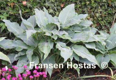 Hosta Silver Wedding