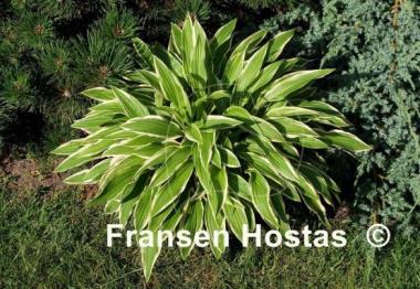 Hosta Silverado