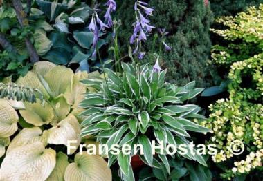 Hosta Silverado