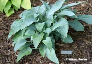 Hosta Silverdale