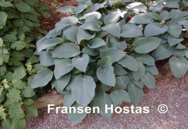 Hosta Silvery Slugproof