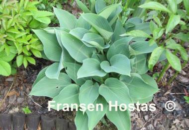 Hosta Silvery Slugproof
