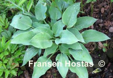 Hosta Silvery Slugproof