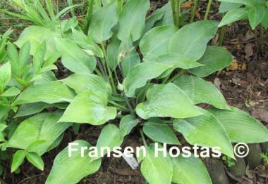 Hosta Silvery Slugproof