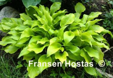 Hosta Simple Divison