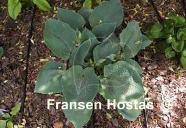 Hosta Singin the Blues