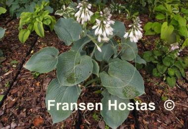 Hosta Singin the Blues