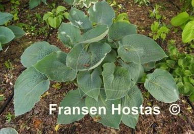 Hosta Singin the Blues