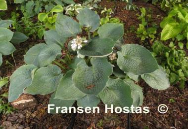 Hosta Singin the Blues