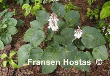 Hosta Singin the Blues