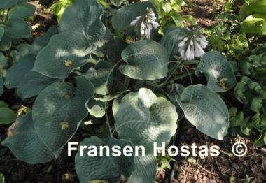 Hosta Singin the Blues