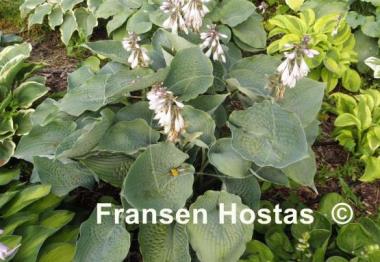 Hosta Singin the Blues