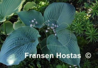 Hosta Singin the Blues