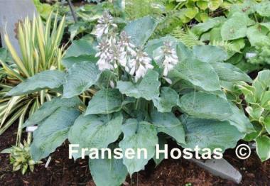 Hosta Singin the Blues